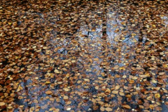 Autumn leaves, autumn-colored leaves floating on moor water, Osterwald, Zingst,