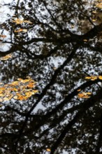 Trees reflect in moor water, autumn leaves swim on moor water, Osterwald, Zingst,