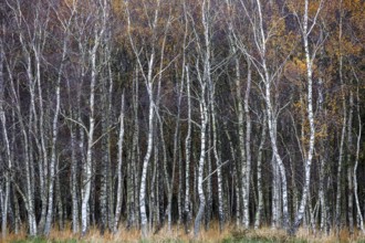 Birch forest, autumn coloured birch trees (Betula), Osterwald, Zingst, Fischland-Darß-Zingst,