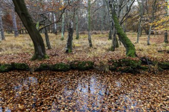 Autumn forest, autumn-colored trees, Osterwald, Zingst, Fischland-Darß-Zingst, Western Pomerania