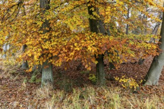 Autumn leaves, Osterwald, Zingst, Fischland-Darß-Zingst, Western Pomerania Lagoon Area National