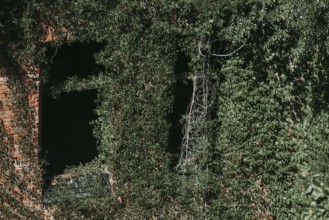 Ruin with façade overgrown by nature, Lost Place, Heilstätten Beelitz, Brandenburg