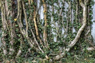 Ivy grows on old house wall, dilapidated plant of a former agricultural production cooperative of