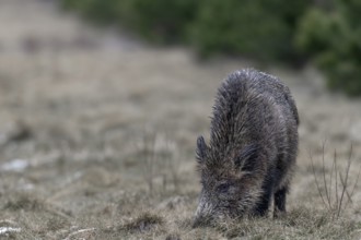 Wild boar (Sus scrofa) foraging, Germany