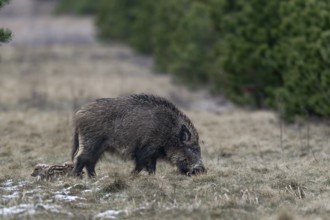 Wild boar (Sus scrofa) with its very young offspring in a forest aisle, sweet, cute, rearing young,