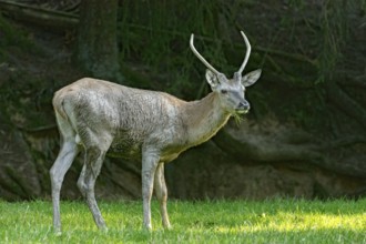 Juvenile red deer (Cervus elaphus), eating grass, grazing, after mud bath, wallow, in a meadow of a