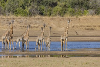 Thornicroft giraffe (Giraffa camelopardalis thornicrofti) crossing the Luangwa River Zambia August