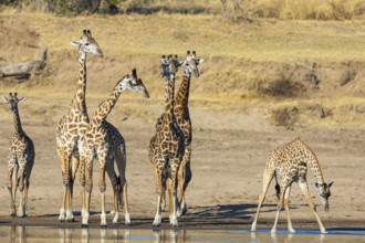 Thornicroft's Giraffe (Giraffa camelopardalis thornicrofti) Luangwa River valley Zambia August