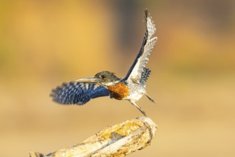 Giant kingfisher (Alcedo atthis) Zambia August