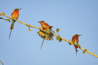 Carmine Bee-eater (Merops nubicus) South Luangwa NP Zambia August