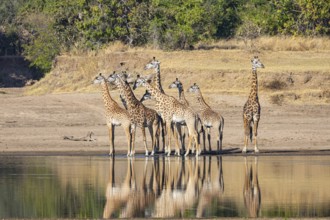 Thornicroft's Giraffe (Giraffa camelopardalis thornicrofti) Luangwa River Zambia August