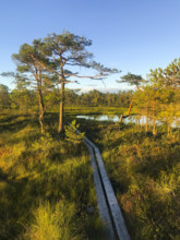 Wooden boardwalk through an idyllic moor with a pond and pine trees, surrounded by grass and trees,