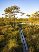 Natural landscape with pine trees and a wooden path in the light of the setting sun over a quiet