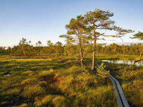 Natural landscape with pine trees and a wooden path in the light of the setting sun over a quiet