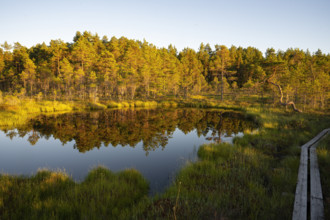 A calm lake in a moor with moor pine trees in the evening light whose reflections are visible in