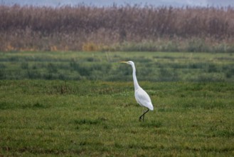 Great White Egret (Ardea alba) in a field, near Zingst, Fischland-Darß-Zingst, Western Pomerania