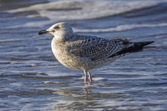 Herring Gull (Larus argentatus), on the beach, Fischland-Darß-Zingst, Baltic Sea,