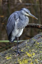 Grey heron (Ardea cinerea) sitting on a tree trunk, Fischland-Darß-Zingst, Baltic Sea,