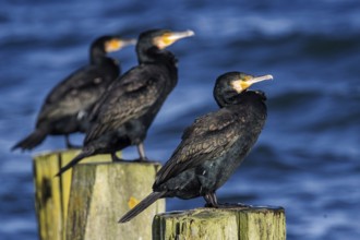 Cormorants (Phalacrocorax carbo) sitting on groynes, Fischland-Darß-Zingst, Baltic Sea,