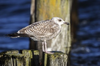 Herring Gull (Larus argentatus), sitting on a groyne, Fischland-Darß-Zingst, Baltic Sea,
