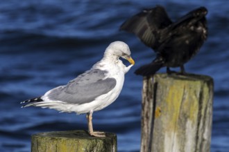 Cormorant (Phalacrocorax carbo) and gull (Larinae) sitting on groynes, Fischland-Darß-Zingst,