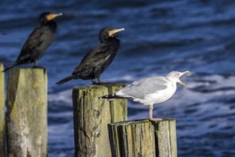 Cormorants (Phalacrocorax carbo) and gulls (Larinae) sitting on groynes, Fischland-Darß-Zingst,