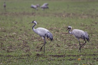 Two cranes (Grus grus) in a field, near Zingst, Fischland-Darß-Zingst, Western Pomerania Lagoon