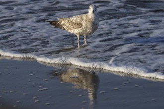 Herring gull (Larus argentatus), on the beach, reflected in the water, Fischland-Darß-Zingst,