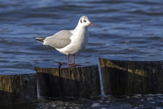 Black-headed gull (Chroicocephalus ridibundus), sitting on a groyne, Fischland-Darß-Zingst, Baltic