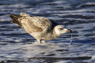 Herring gull (Larus argentatus), on the beach, drinking in the sea, Fischland-Darß-Zingst, Baltic