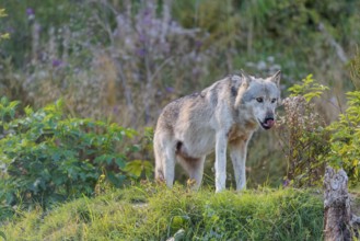 A timber wolf (Canis lupus lycaon) stands on a sunny day on its lookout in a clearing. NE USA