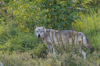 A timber wolf (Canis lupus lycaon) stands in backlight on a sunny day in dense green vegetation in