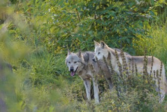 Two timber wolves (Canis lupus lycaon) stand on a sunny day in dense green vegetation in a clearing