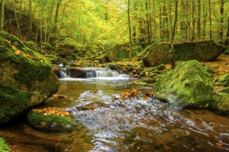 The river Ilse in the Harz National Park flows through an autumn forest with intensive moss growth,