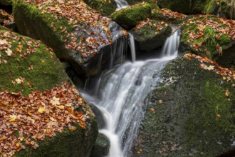 A narrow waterfall of the Ilse flows over mossy rocks covered with autumn leaves, Ilsetal, Harz