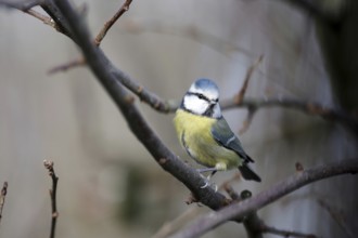 Blue tit (Cyanistes caeruleus), close-up, tree, winter, The blue tit sits between the bare branches