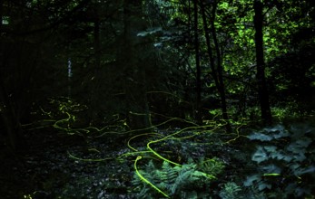 False firefly (Lamprohiza splendidula) Firefly, flying in search of mate, long exposure, stitched