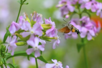 A dove tail (Macroglossum stellatarum) flies near pink flowers of soapwort (Saponaria officinalis)