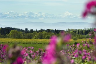 Flower meadow and Swiss Alps, near Höchenschwand, Black Forest, Southern Black Forest,