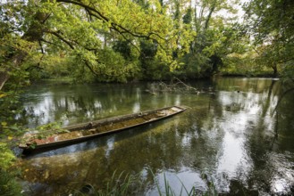 Altrhein, Rhine, Taubergießen Nature Reserve, Kappel-Grafenhausen, Ortenau, Baden-Württemberg,