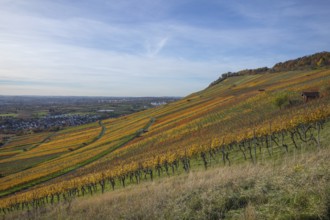 The vineyards in the Remstal near Kleinheppach in the Rems-Murr district are bright in autumn.
