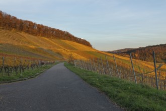 The vineyards in the Remstal near Korb in the Rems-Murr district are covered in autumn colors of