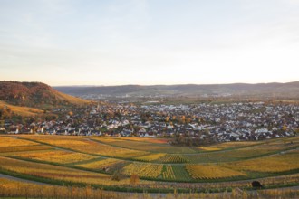 The vineyards in the Remstal near Korb in the Rems-Murr district show all their colors in autumn.