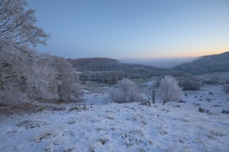 An impressive winter landscape on Randecker Maar near Ochsenwang, where a mystical sea of fog