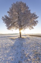 A frosty, snow-covered tree stands alone on the plateau of the Swabian Jura in Germany. The clear