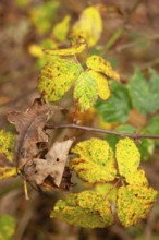 Leaf discoloration, autumn leaves, nature, season, Königsmoor, Moormerland, East Frisia, Lower