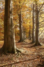 Tree avenue in autumn, Stikelkamper Wald, Leer District, East Frisia, Lower Saxony, Germany