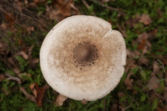 Parasol mushroom (Parasol, Macrolepiota procera) raw poisonous, edge of forest, Ter Borg,
