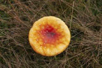 Fly agaric (Amanita muscaria), forest edge, Ter Borg, municipality of Westerwolde, province of