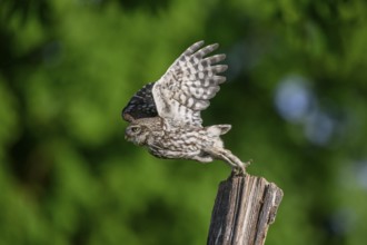 Steinkauz /Athene noctua) flying, departure from Zaunpfahl, Teutoburger Wald, Osnabrücker Land,